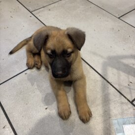German Shepherd (Alsatian) - Both