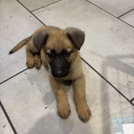 German Shepherd (Alsatian) - Both