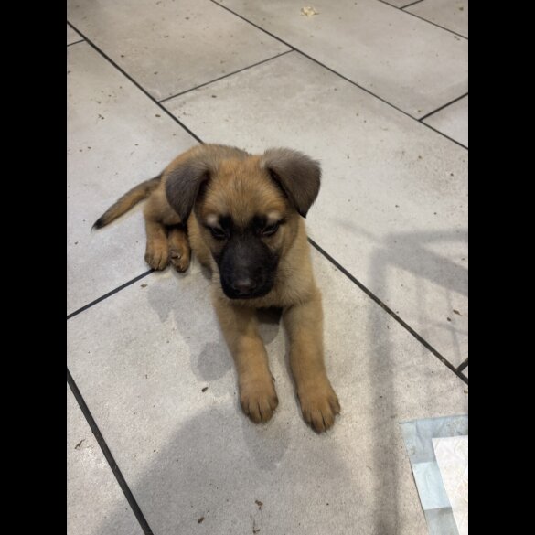 German Shepherd (Alsatian) - Both