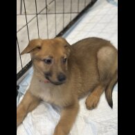 German Shepherd (Alsatian) - Both