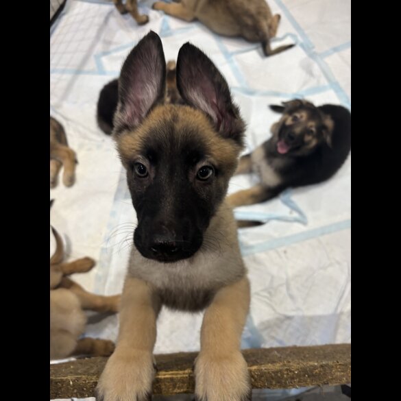 German Shepherd (Alsatian) - Both