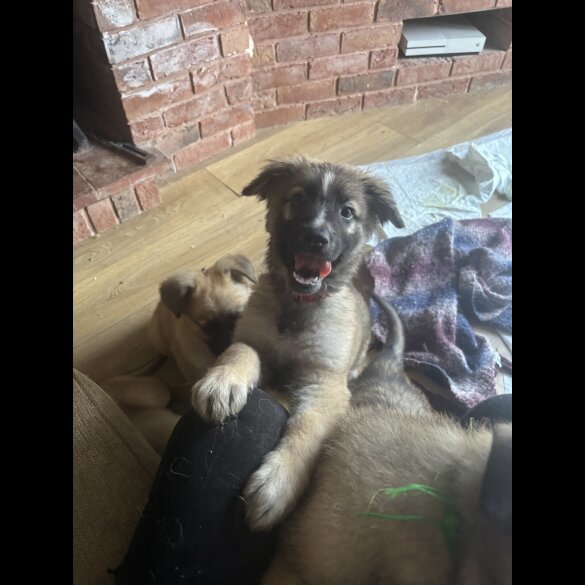 German Shepherd (Alsatian) - Both
