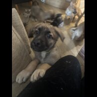 German Shepherd (Alsatian) - Both
