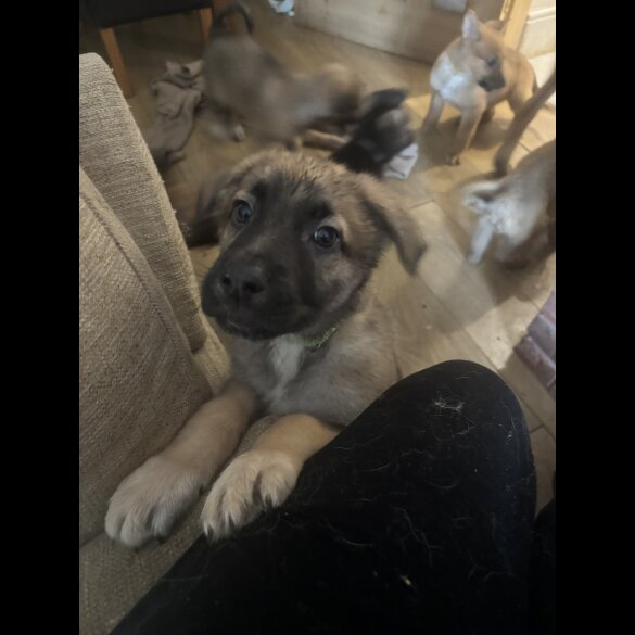 German Shepherd (Alsatian) - Both
