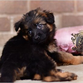 German Shepherd (Alsatian) - Both