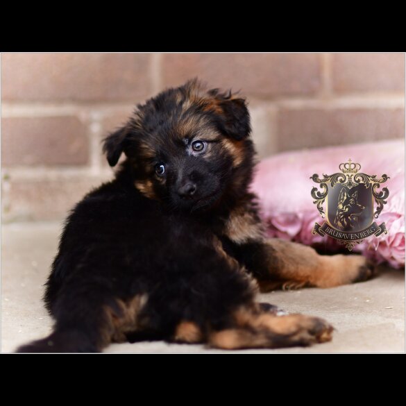 German Shepherd (Alsatian) - Both