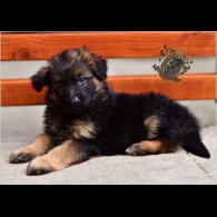German Shepherd (Alsatian) - Both