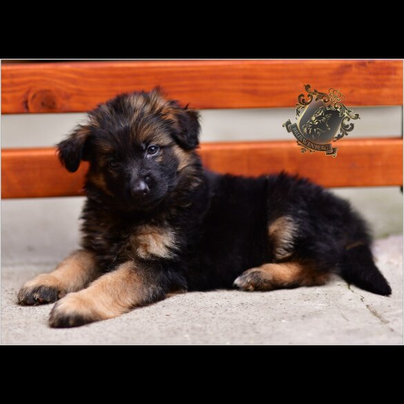 German Shepherd (Alsatian) - Both