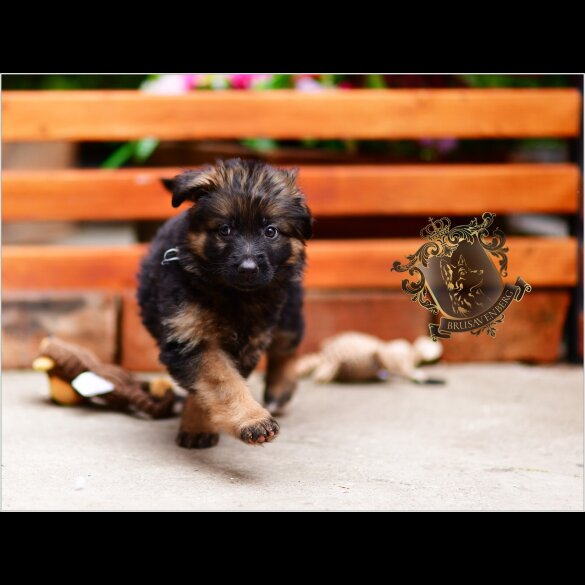 German Shepherd (Alsatian) - Both