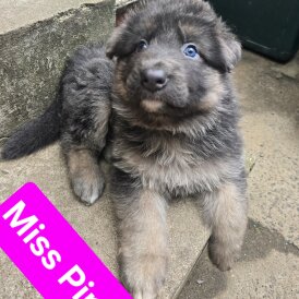 German Shepherd (Alsatian) - Both