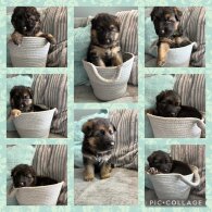 German Shepherd (Alsatian) - Both