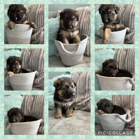 German Shepherd (Alsatian) - Both