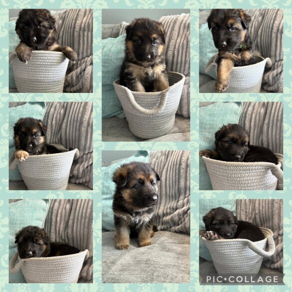 German Shepherd (Alsatian) - Both