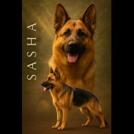 German Shepherd (Alsatian) - Bitches