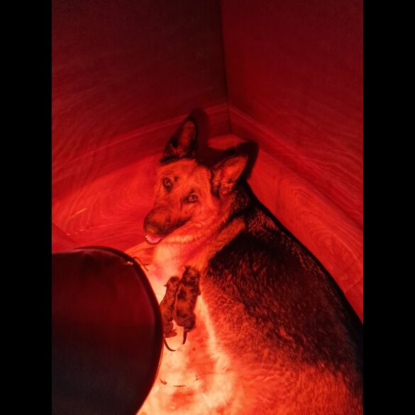 German Shepherd (Alsatian) - Bitches