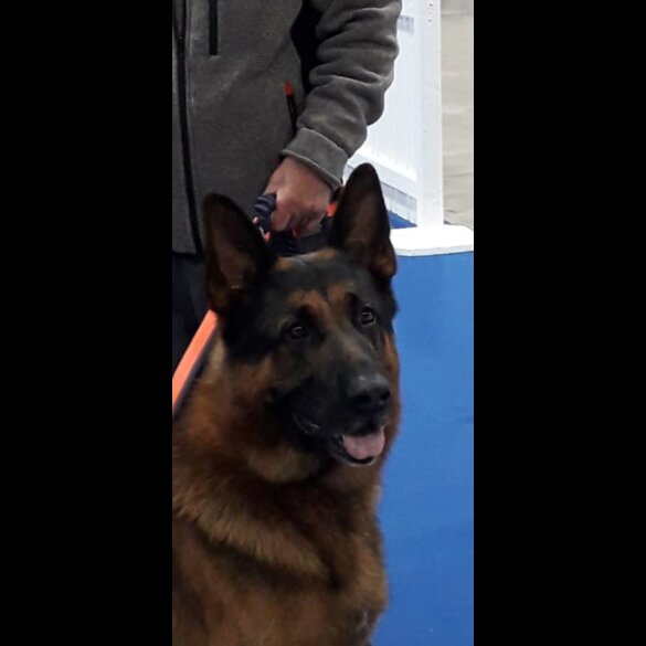 German Shepherd (Alsatian) - Bitches