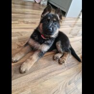 German Shepherd (Alsatian) - Bitches