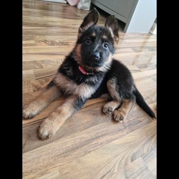 German Shepherd (Alsatian) - Bitches