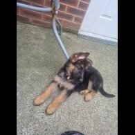 German Shepherd (Alsatian) - Bitches