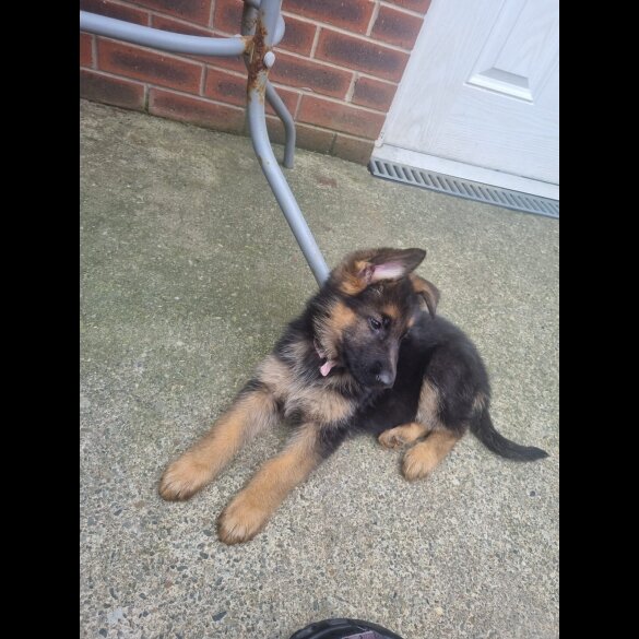 German Shepherd (Alsatian) - Bitches
