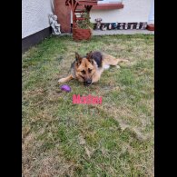 German Shepherd (Alsatian) - Bitches