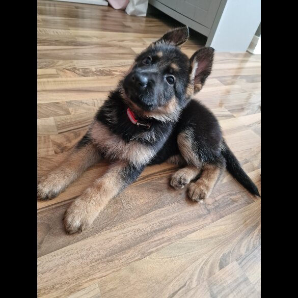 German Shepherd (Alsatian) - Bitches
