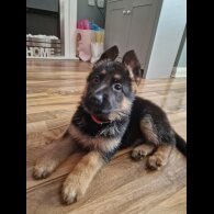 German Shepherd (Alsatian) - Bitches