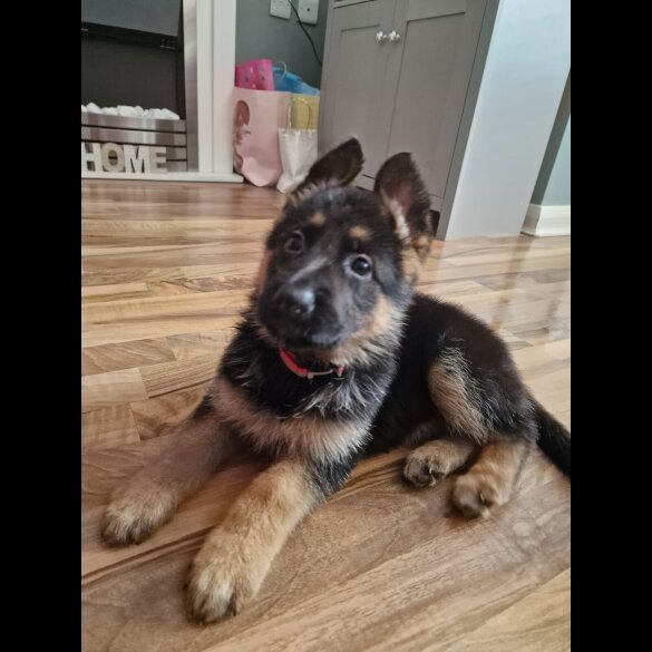 German Shepherd (Alsatian) - Bitches