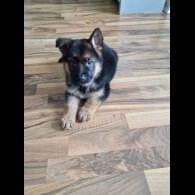 German Shepherd (Alsatian) - Bitches