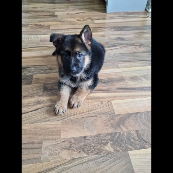 German Shepherd (Alsatian) - Bitches