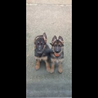 German Shepherd (Alsatian) - Bitches