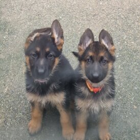 German Shepherd (Alsatian) - Bitches