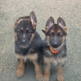 German Shepherd (Alsatian) - Bitches