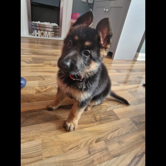 German Shepherd (Alsatian) - Bitches