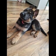 German Shepherd (Alsatian) - Bitches