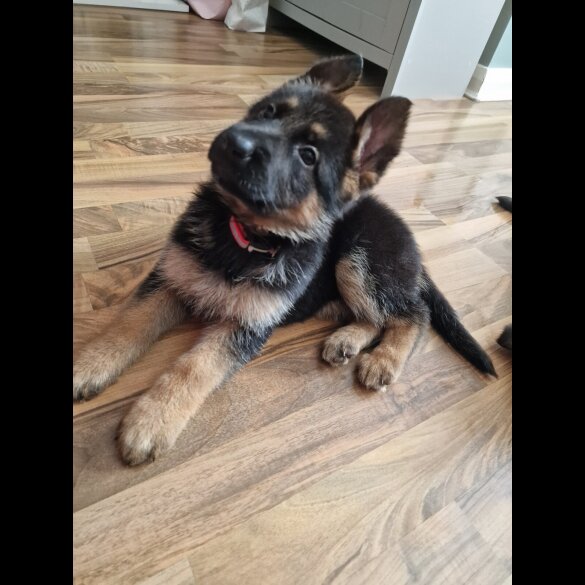 German Shepherd (Alsatian) - Bitches