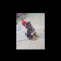 German Shepherd (Alsatian) - Bitches