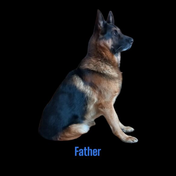 German Shepherd (Alsatian) - Bitches
