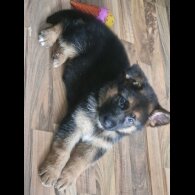 German Shepherd (Alsatian) - Bitches