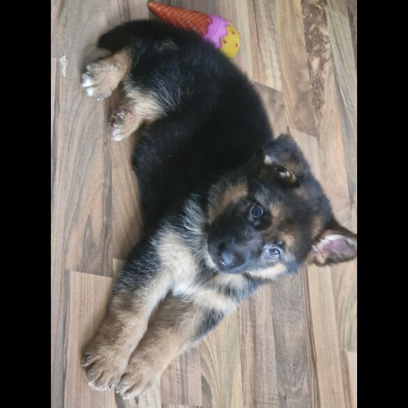 German Shepherd (Alsatian) - Bitches
