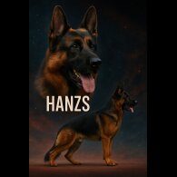 German Shepherd (Alsatian) - Bitches