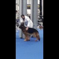 German Shepherd (Alsatian) - Bitches