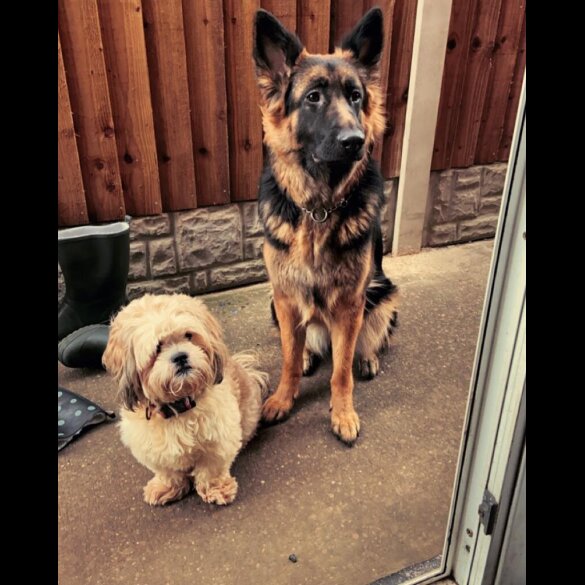 German Shepherd (Alsatian) - Both