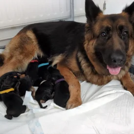 German Shepherd (Alsatian) - Both