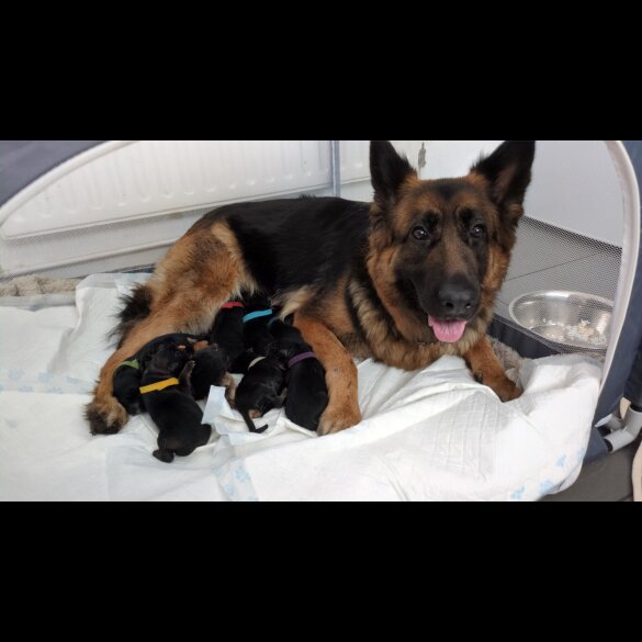 German Shepherd (Alsatian) - Both