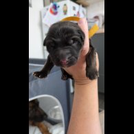 German Shepherd (Alsatian) - Both