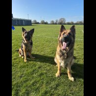 German Shepherd (Alsatian) - Both