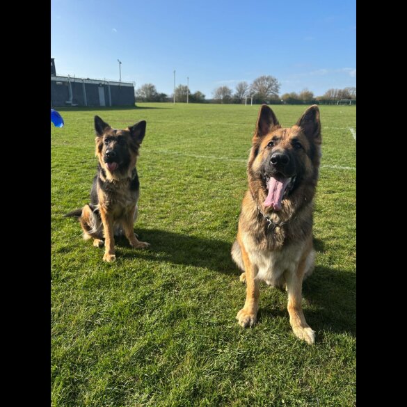 German Shepherd (Alsatian) - Both