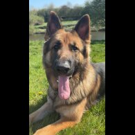 German Shepherd (Alsatian) - Both