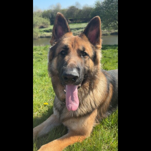 German Shepherd (Alsatian) - Both